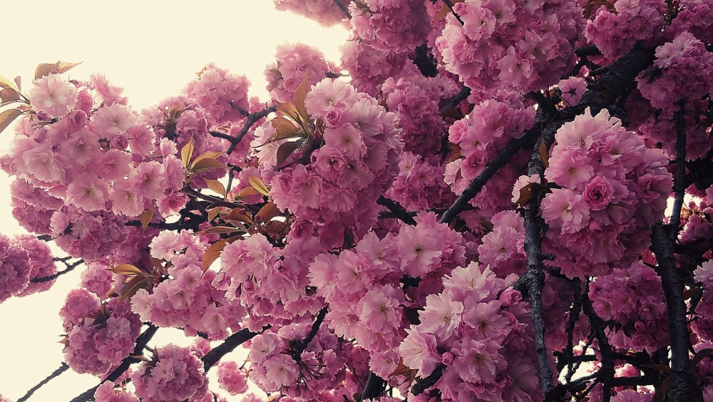 Fleurs de prunus