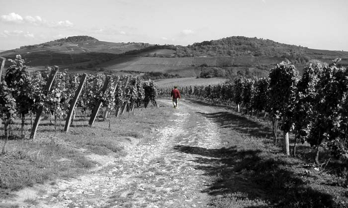 hr dans les vignes